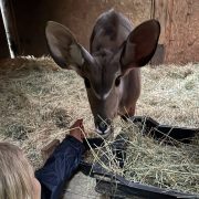 ACS arranges charter for Linus, the greater kudu